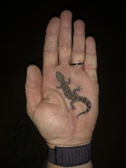 Pachydactylus formosus