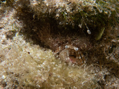 Phimochirus holthuisi