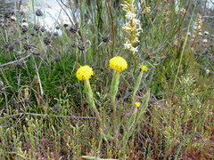 Podotheca gnaphalioides