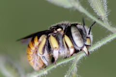 Anthidium
