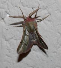 Drepanogynis asteiochlora