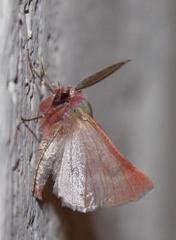 Drepanogynis asteiochlora