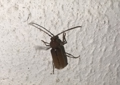 Hesperophanes sericeus