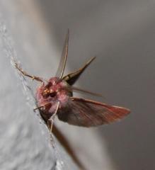 Drepanogynis asteiochlora