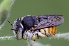 Anthidium