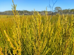 Leptospermum arachnoides