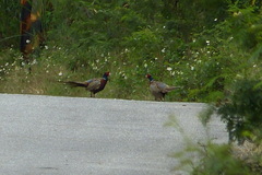 Phasianus colchicus formosanus