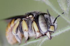 Anthidium