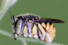 Anthidium