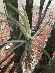 Tillandsia pohliana