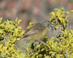 Anthoscopus minutus gigi