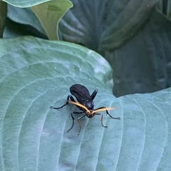 Gnamptopelta obsidianator