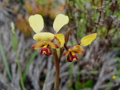 Diuris hazeliae