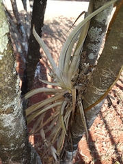Tillandsia pohliana