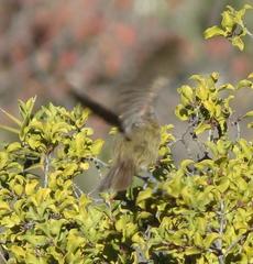 Anthoscopus minutus gigi