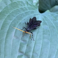 Gnamptopelta obsidianator