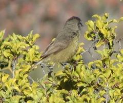 Anthoscopus minutus gigi
