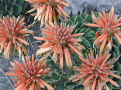 Aloe polyphylla image