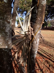 Tillandsia pohliana