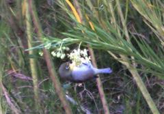 Gomphocarpus fruticosus fruticosus