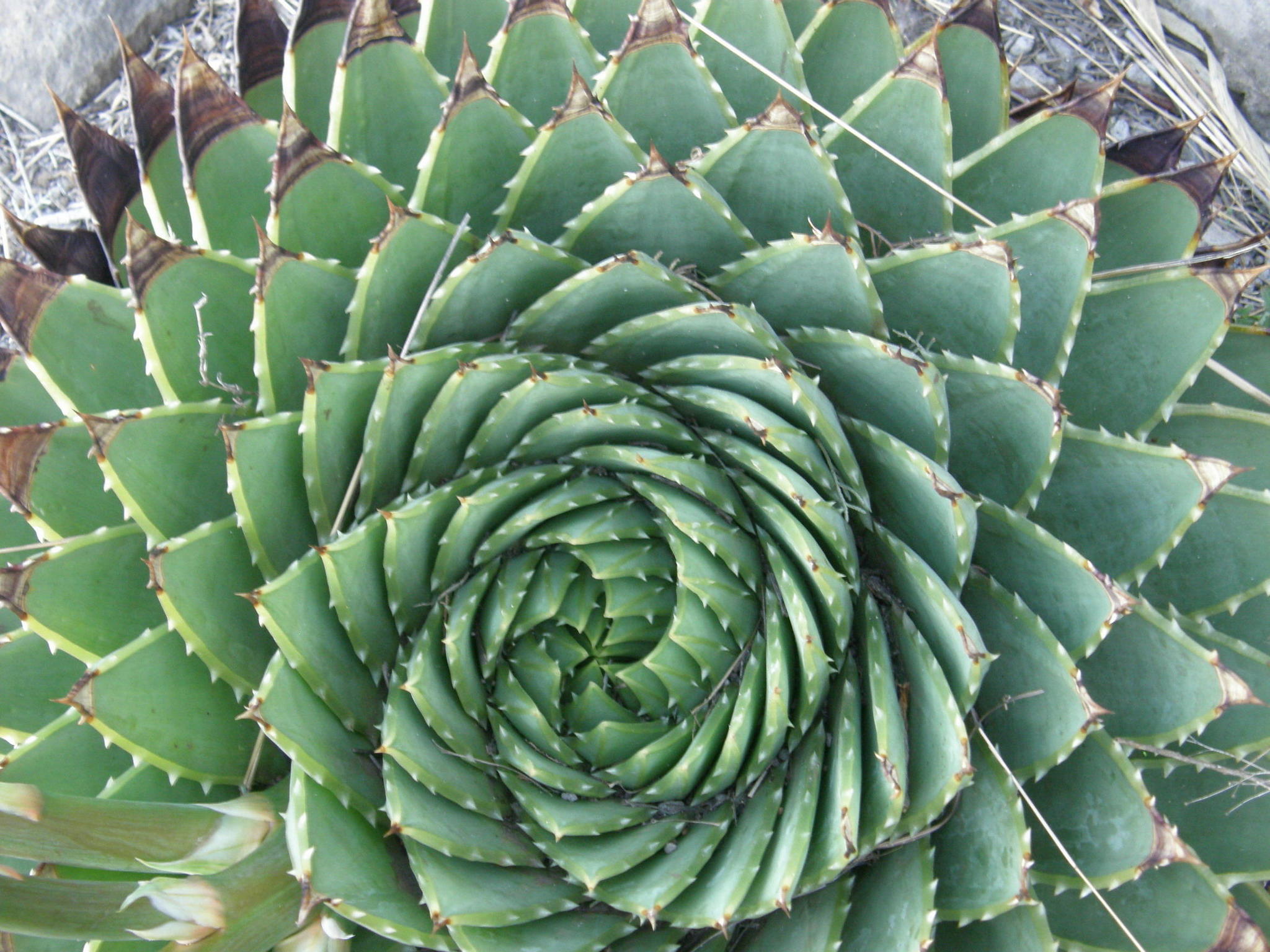 Imagem de Babosa espiral