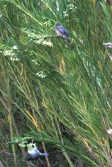 Gomphocarpus fruticosus fruticosus