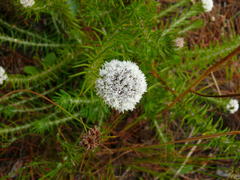 Metalasia pulchella