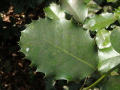 Ilex × altaclerensis
