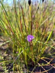 Utricularia uniflora