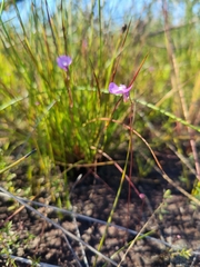 Utricularia uniflora
