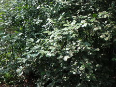 Ilex × altaclerensis