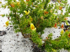 Aspalathus retroflexa retroflexa