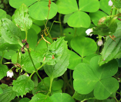 Oxalis trilliifolia