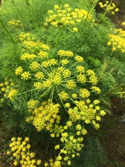 Lomatium klickitatense