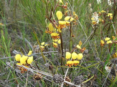 Diuris hazeliae