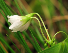 Oxalis trilliifolia