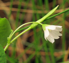 Oxalis trilliifolia