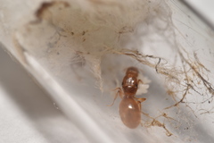Pheidole lamia