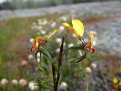Diuris hazeliae