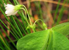Oxalis trilliifolia