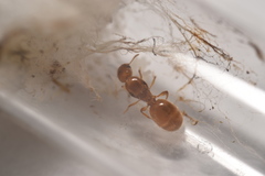 Pheidole lamia