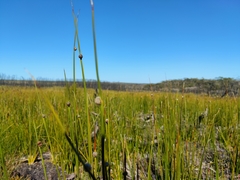Chorizandra sphaerocephala