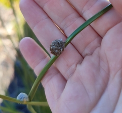 Chorizandra sphaerocephala