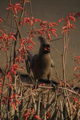 Corythaixoides concolor concolor