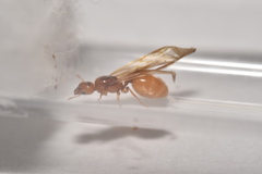 Pheidole lamia