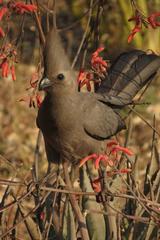 Corythaixoides concolor concolor