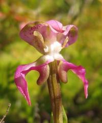 Disperis paludosa