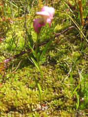 Disperis paludosa