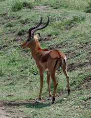 Aepyceros melampus melampus