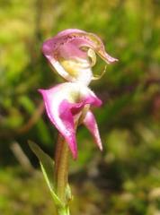 Disperis paludosa